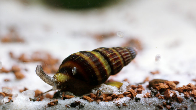 Un Helena passe Je le vois à peu près une fois par semaine, cet héléna depuis qu'il est arrivé dans l'aquarium. Il fait sa vie. C'est surprenant comme bestiole. Beaucoup plus discret que les néritinas

Mauvaise nouvelle du jour. Un des bébés cory du club de 5 s'est tenté à la spéléologie cette nuit  en voulant remonter la tuyauterie de la pompe à eau... Il a perdu. RIP.
Il ne sont plus que 2 alevins sur cette série-là du coup

Bonne nouvelle, pas mal de naissances de Guppies F3  semaine dernière et 3 ou 4 sauvetages d'alevins blonds du communautaire ce midi  pendant la mise bas