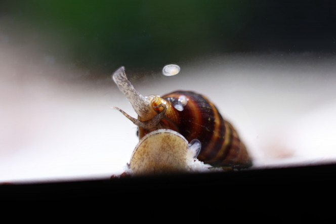 Un Helena passe Je le vois à peu près une fois par semaine, cet héléna depuis qu'il est arrivé dans l'aquarium. Il fait sa vie. C'est surprenant comme bestiole. Beaucoup plus discret que les néritinas

Mauvaise nouvelle du jour. Un des bébés cory du club de 5 s'est tenté à la spéléologie cette nuit  en voulant remonter la tuyauterie de la pompe à eau... Il a perdu. RIP.
Il ne sont plus que 2 alevins sur cette série-là du coup

Bonne nouvelle, pas mal de naissances de Guppies F3  semaine dernière et 3 ou 4 sauvetages d'alevins blonds du communautaire ce midi  pendant la mise bas