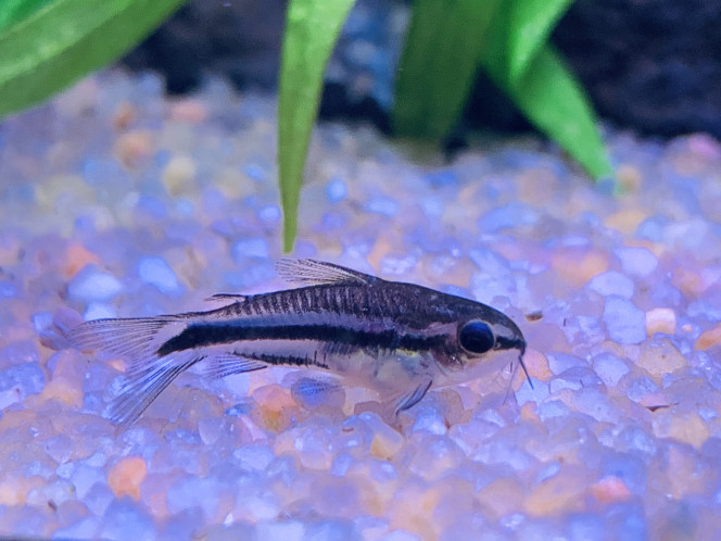 Corydoras pygmaeus Après le repas, ce petit cory digère sur le sable