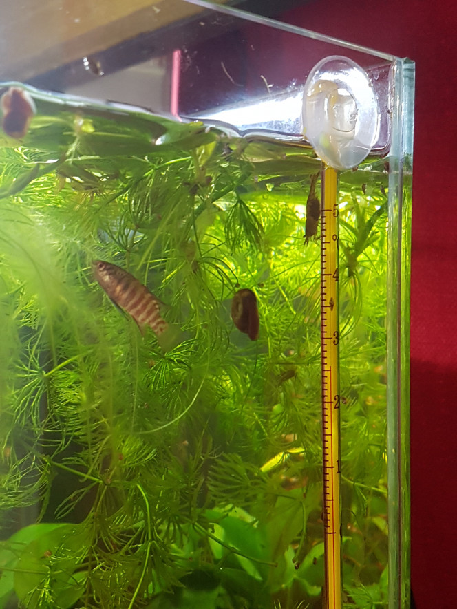 C'est reparti chez les malawas du 25L ^_^ Les 3 femelles grainées que j'avais dans le bac ont donné naissance à leurs zoés. 

J'en ai vu fuir les darios... qui ne sont pas de très bons chasseurs mais ils sont capables d'être sournois et d'approcher très doucement pour attaquer d'un coup... 

Les crevettes font leur vie. Elles sont dans les plantes et le décor et se font discrètes mais elles sont là et pas du tout terrorisées au final. 

J'en ai vu 2 nouvellement grainées aujourd'hui. :)