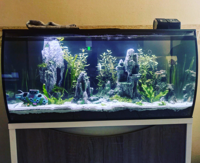 En attente J’ai déplacé quelques plantes j’ai aussi commandé d’autres pour embellir l’aquarium.