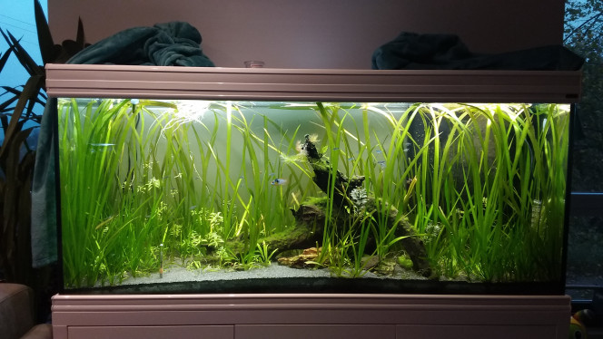500l amazonien 