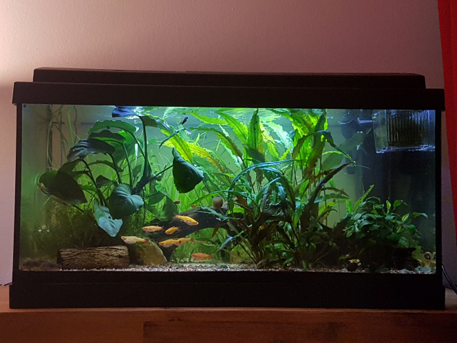 Chez les Corys Les petits grandissent. Je n'ai pas réussi à prendre une belle photo mais je réesaierai dans la semaine. :)