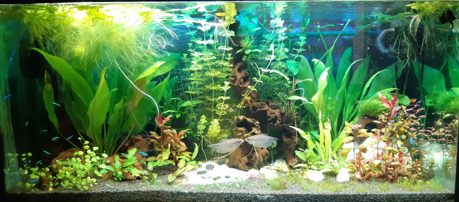 Nouvel éclairage led arrivé Et les demoiselles gouramis qui font encore leur intéressantes :D