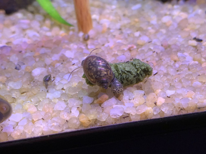 Photographie du post de onryou 