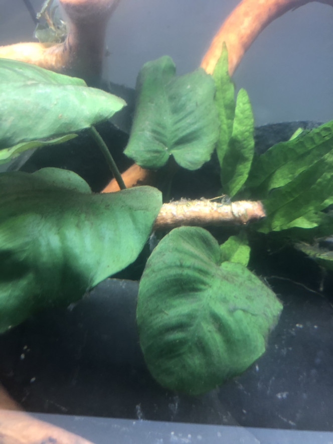 Photographie du post de Lottomans 