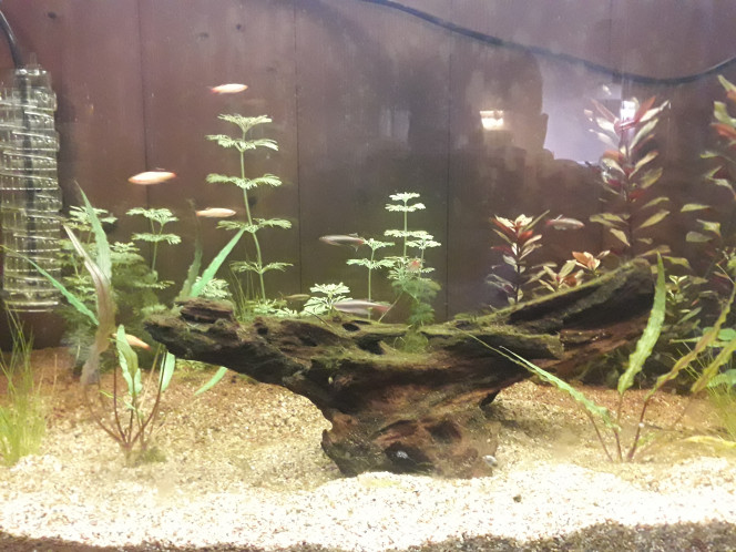 Photographie du post de Phoenix17 