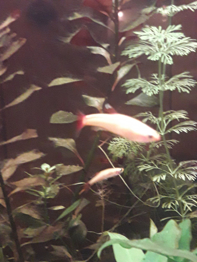 Photographie du post de Phoenix17 