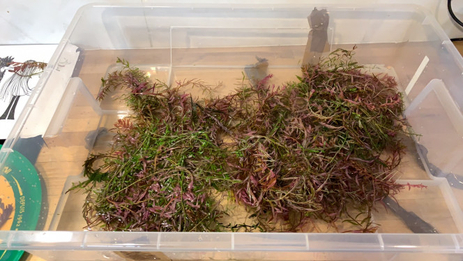 Photographie du post de pierre-candela 