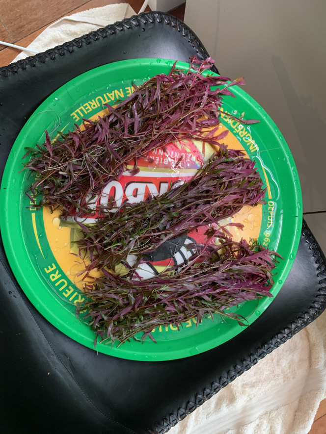 Photographie du post de pierre-candela 