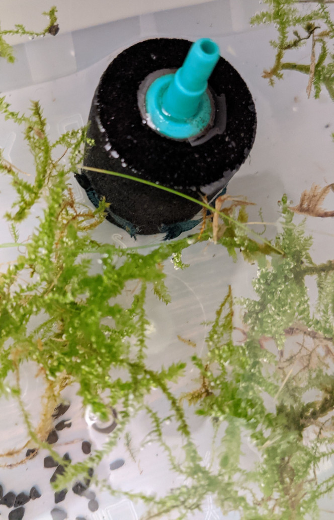 Sur la Route des Laves Légère refonte du bac, rajout de Manado et essais d'introduction de mousse qui provient directement de la pelouse du jardin.