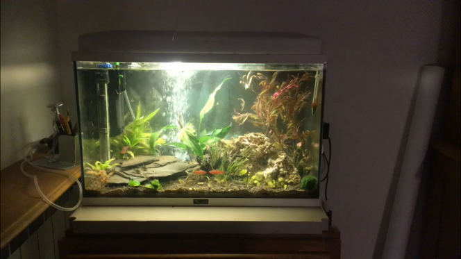 [-First Aquarium-] 