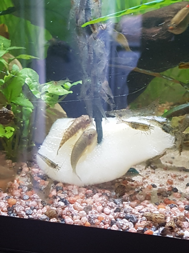 Chez les Corys Aujourd'hui c'est poire pochée, lollie, planktonpur et larves de moustiques ! Comme je ne montre pas souvent mes petits gastromyzons... quelques photos de gastromyzons... :)
