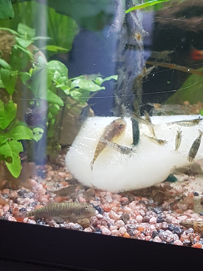 Chez les Corys Aujourd'hui c'est poire pochée, lollie, planktonpur et larves de moustiques ! Comme je ne montre pas souvent mes petits gastromyzons... quelques photos de gastromyzons... :)