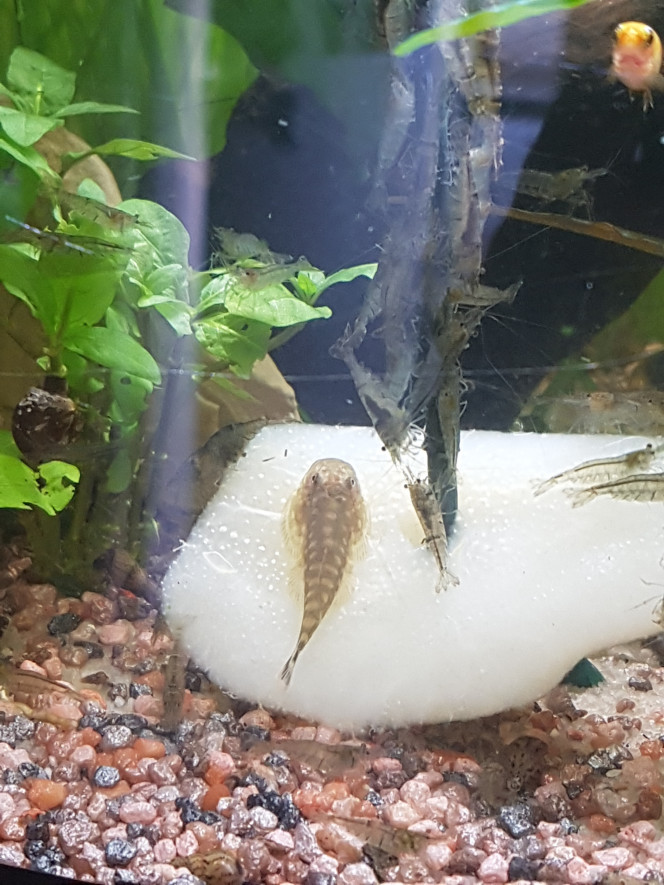 Chez les Corys Aujourd'hui c'est poire pochée, lollie, planktonpur et larves de moustiques ! Comme je ne montre pas souvent mes petits gastromyzons... quelques photos de gastromyzons... :)