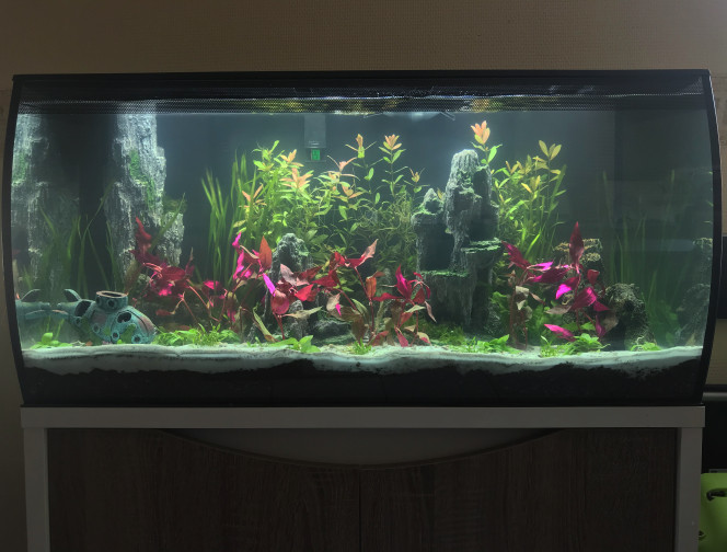 Ajouts de quelques plantes. Alternanthera RosaNervig x3.

Cryptocoryne Parva X4.

Staurogyne Repens X4.

Vallisneria Spiralis X1.