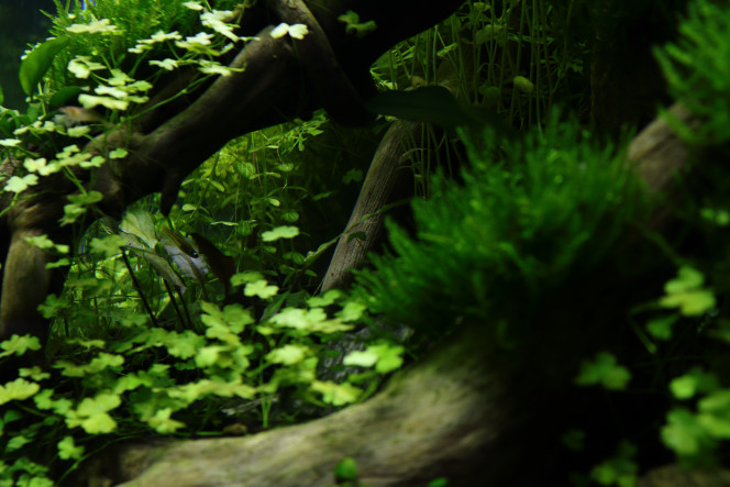 Photographie du post de hydrocotyle 