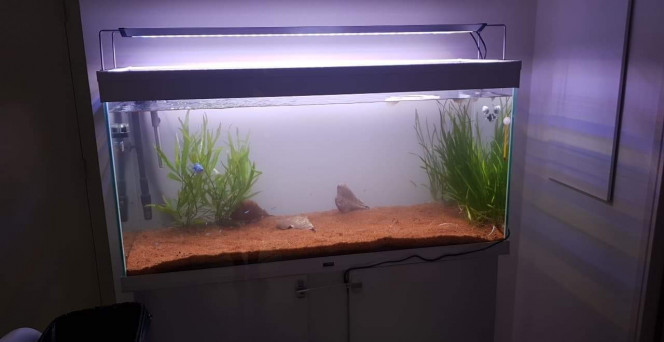 Nouvel éclairage, nouvelle disposition J'ai tout retiré puis nettoyé pierres, racines et decor