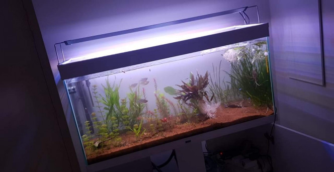 Nouvel éclairage, nouvelle disposition Replantage de toutes les plantes et bain de javel pour celles qui étaient infectées d'algues