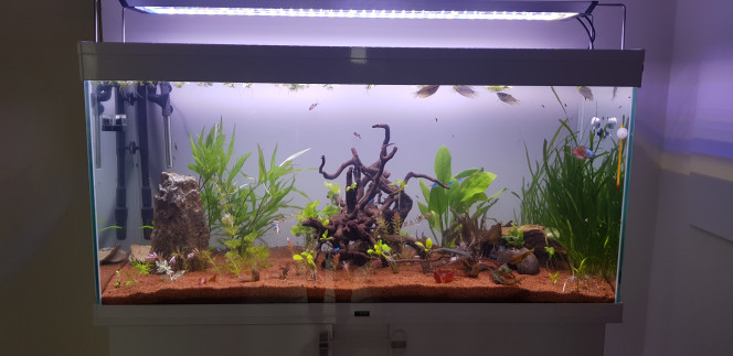 Nouvel éclairage, nouvelle disposition Pour finir repiquage de toutes les plantes..
5 heures pour faire ça