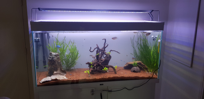 Nouvel éclairage, nouvelle disposition Test du décor, fixation au fil des anubias sur racines et sur noix de coco
