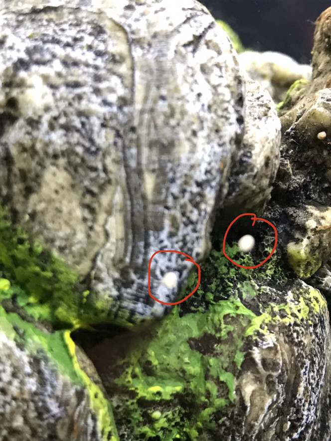 Photographie du post de Sebsoul 