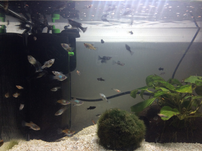  Les Molly et platy se portent bien!!
