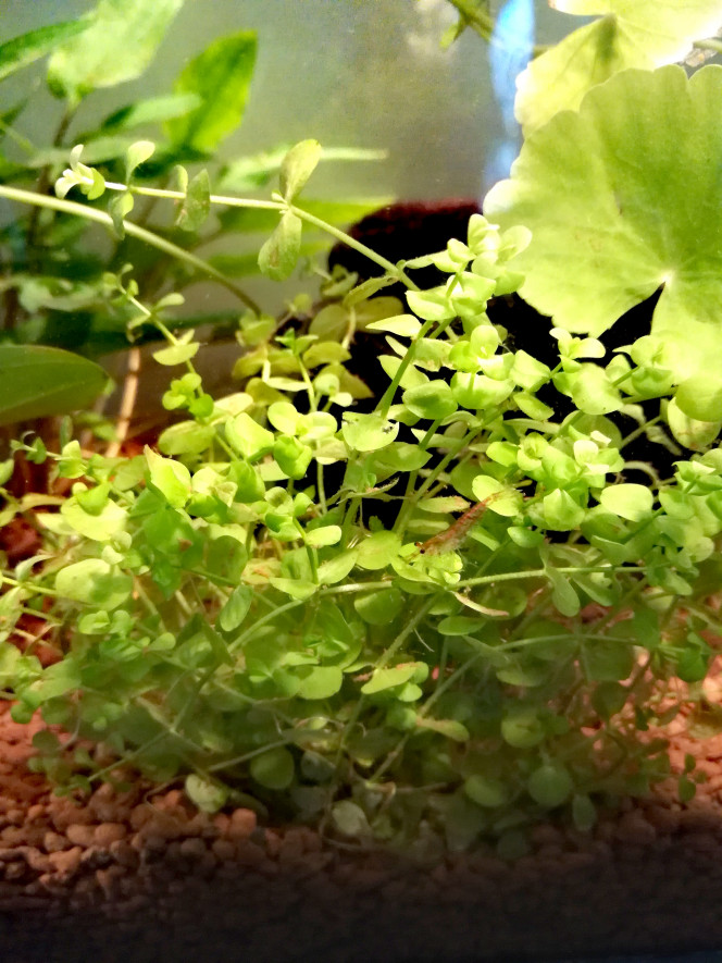  Un peu de vie en attendant les plantes flottantes et de pouvoir courir chercher mon betta à la fin de ce confinement !
(j'ai finalement trouvé un bois adapté à la taille de mon bac, en espérant pouvoir faire baisser un peu mon pH.