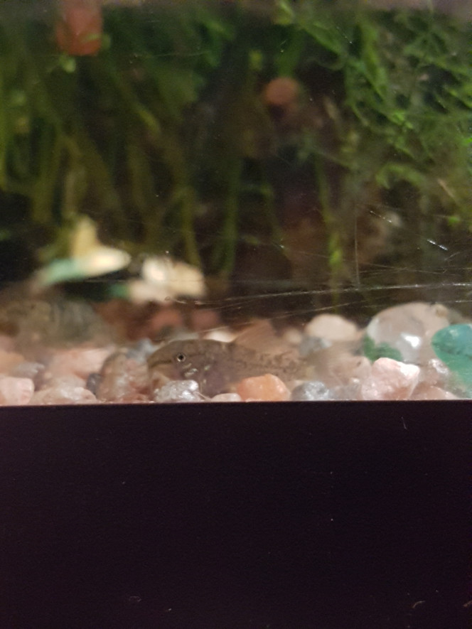 Chez les Corys Sur les 4 alevins sauvés du filtre... il n'en reste qu'un. D'abord des crevettes en ont croqué 2... alors, dans la boîte en plastique ils n'étaient plus que 2. 

L'un des deux était mort ce matin... peut-être que les tubifex pour des alevins ce n'était pas une bonne idée. 

Le petit cory restant était très stressé d'être seul alors j'ai préféré le libérer. 

Petit cory a rejoins les grands. Il fait 1,5cm. Il y a des crevettes plus petites que lui qui s'en sortent... espérons que ça ailles. :)