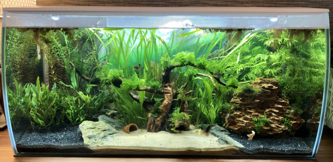 Après 1 mois Avec quelques tétras black fantoms, quelques guppies et des crevettes red cherry.

On peut voir que les plantes aiment le bac. Elles ont beaucoup évoluées depuis la première photo du 18 octobre.