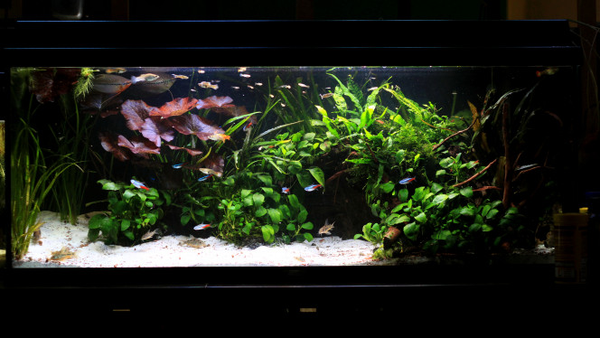 VUE D'ENSEMBLE Bon aujourd'hui j'ai débranché la déviation de sortie de la pompe à eau. 
Plusieurs raisons:  (1) mes gouramis ne sont plus très à l'aise depuis quelques semaines, surtout la femelle alors qu'elle était adorable et je n'arrive pas à identifier la cause de ce stress.  (2) Je devais évacuer les planorbes qui venait se coincer dedans tous les 2/3 jours.

Je n'ai pas démonté l'installation donc j'ai juste à rebrancher si je le veux et en attendant ça va servir de tunnel à crevettes et à escargots je pense 

J'ai rapatrié cette semaine quasi tous les alevins de la nurserie dans le communautaire car j'ai une de mes femelles guppies et un male que j'ai isolé en quarantaine. Du coup ça fait un peu de monde dans le communautaire mais ça plait bien aux néons qui se déplacent plus que d'habitude