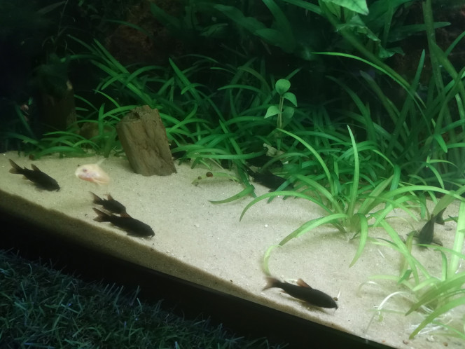Corydoras L'espace de rencontre des corydoras, je remarque, comme je l'avais lu, qu'ils aiment se placer devant le courant, et pouvoir fouiller/se nettoyer en plongeant les barbules  dans le sable.