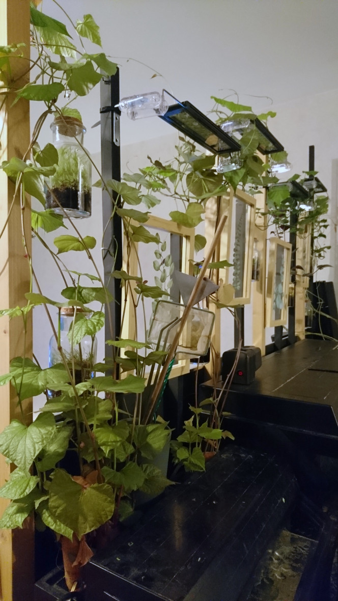 PATATES DOUCES Les nouvelles patates douces sont superbes. Il m'en reste encore une de la première série au fond (celle qui est dans un vase). Au 1er plan elles ce sont les nouvelles qui ont un peu plus d'un mois