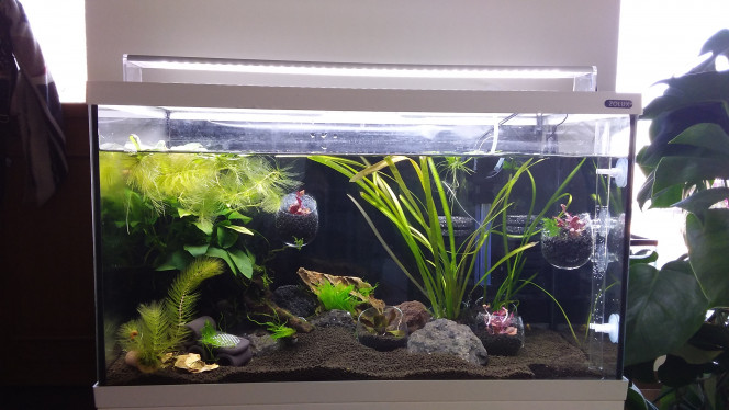 Aquarium bulles de verre. Verrines designs reçues pour un anniversaire, ont trouvé une place.

Ce système me permet des plantes exigeantes sans épuiser mon sol