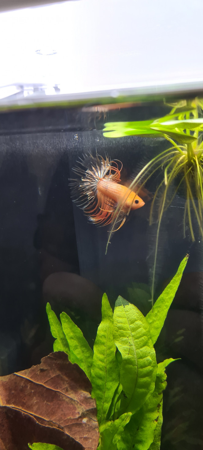 Et voici le petit loulou C'est un voiles longs crowntail halfmoon
Couleurs: Orange copper marbré