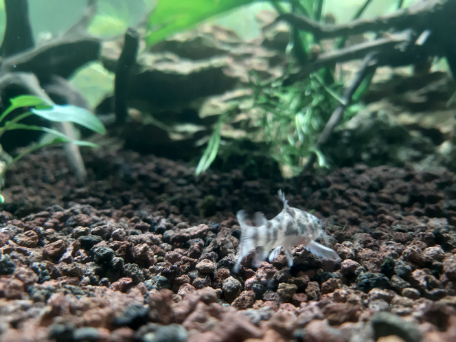  Corydoras poivre