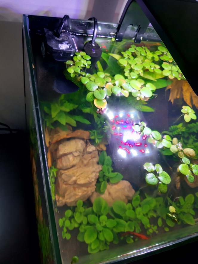 Nouvelles photos de mon aquarium "[b]Aquarium 30 litres pour betta[/b]"