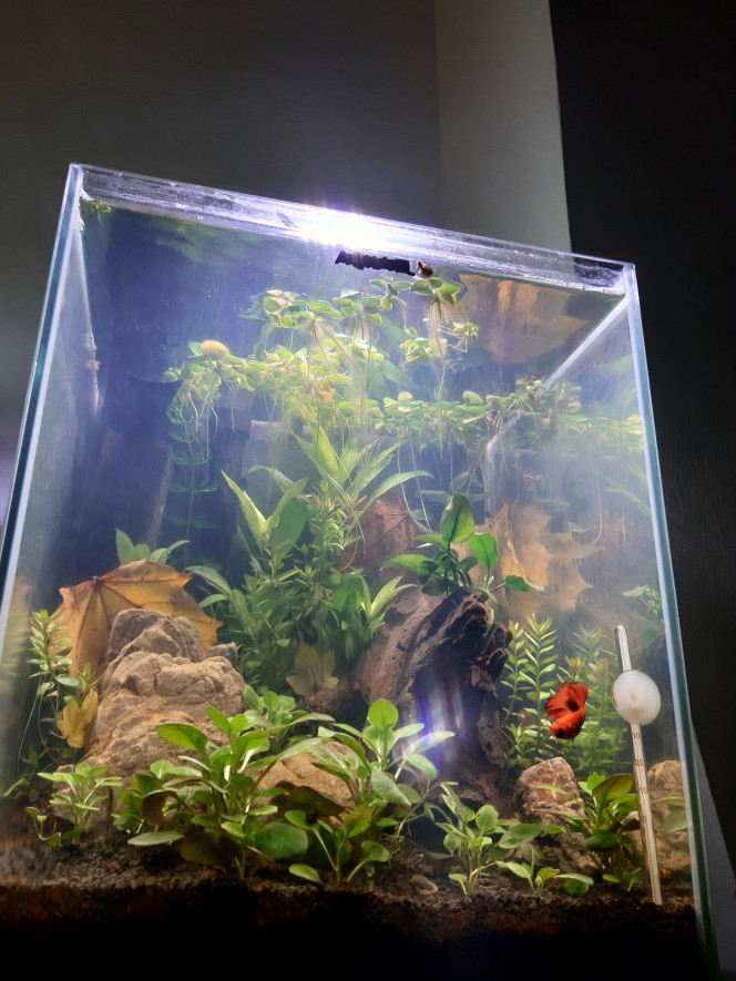 Nouvelle photo de mon aquarium "[b]Aquarium 30 litres pour betta[/b]"