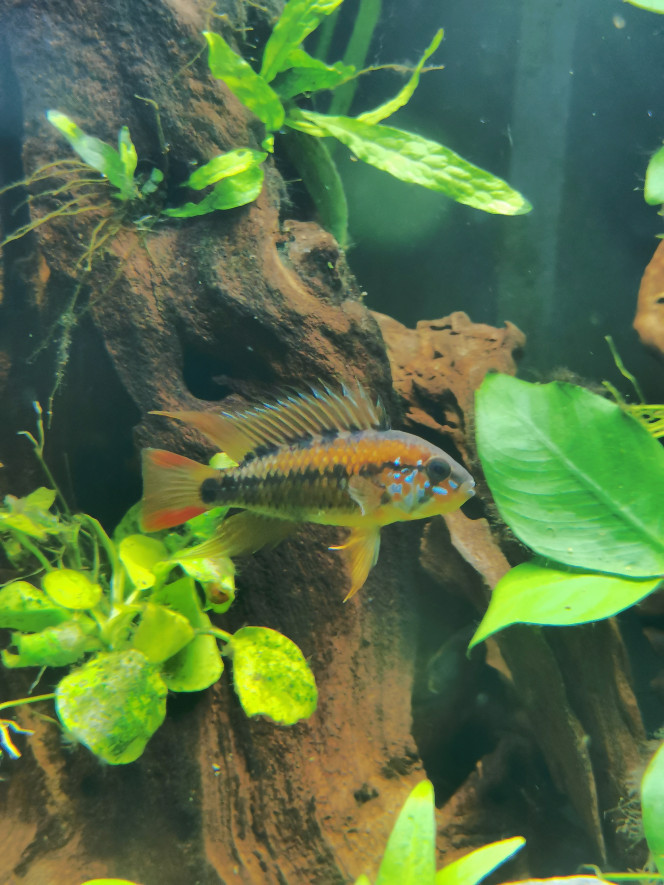 Apistogramma 