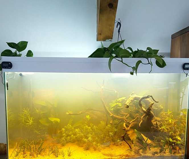  J+7 après mise en eau
Ajout de pothos en "aquaponie''