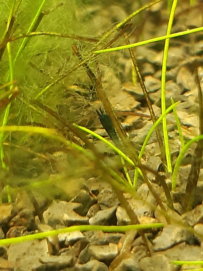  Bébés crevettes
