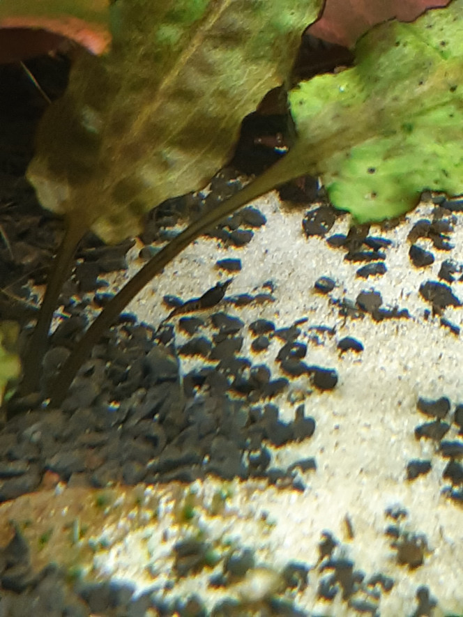  Bébés crevettes