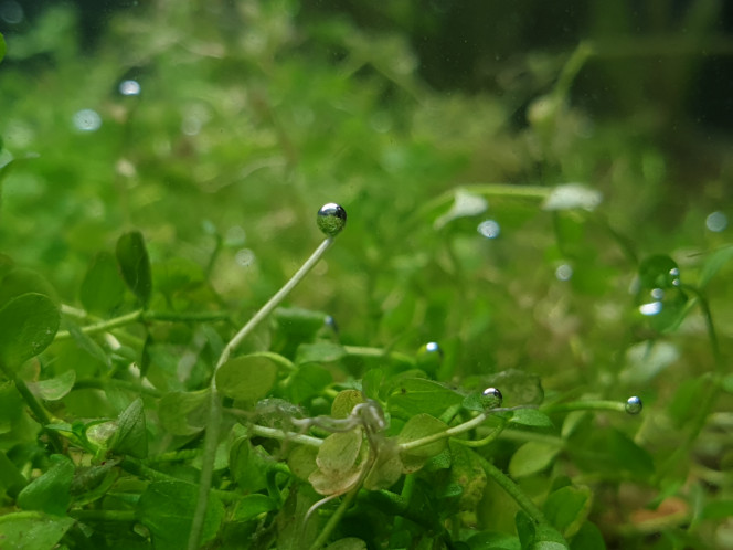 Nouveaux arrivants et changement du décor Après un petit entretien, plantation de ce que je pense etre de l'Hemianthus.

Puis mise en eau de 3 escargots mangeurs d'algues Neritina turrita.

Et pour finir, installation d'un poster noir.