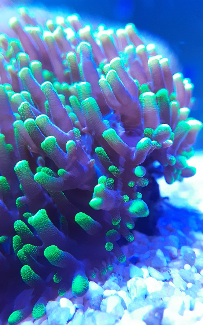 Zoom x15 