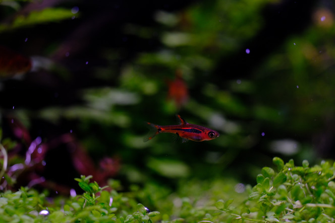 Portraits Boraras Brigittae, j'ai pris de merah mais il y avait quelques Brigittae dans le lot ?