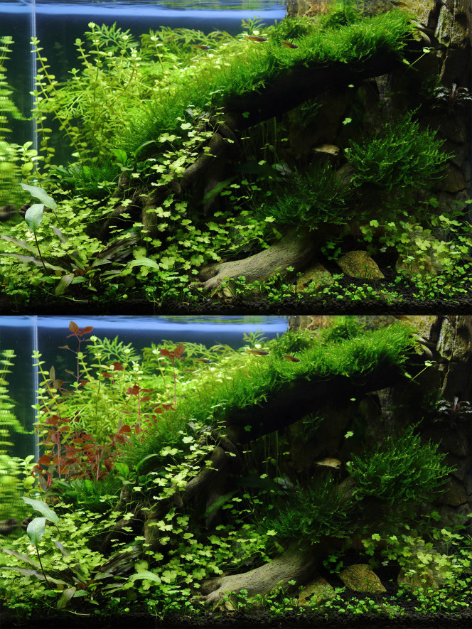 Photographie du post de hydrocotyle 