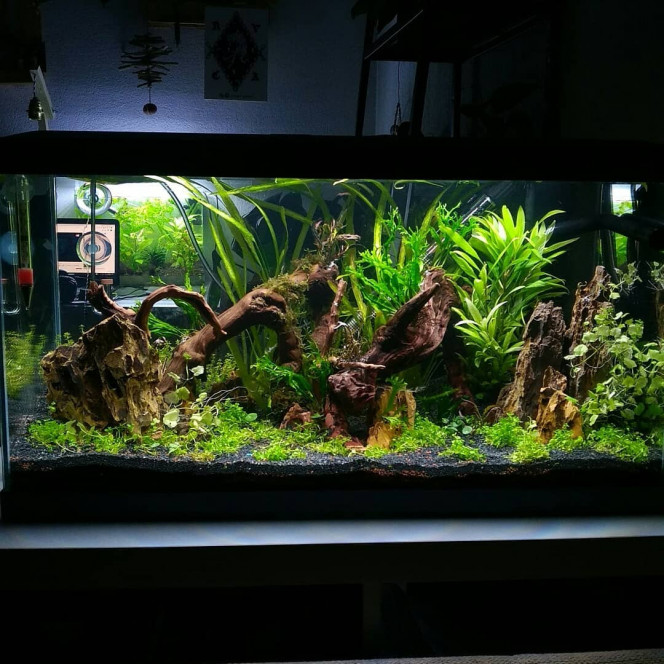 Rescape 