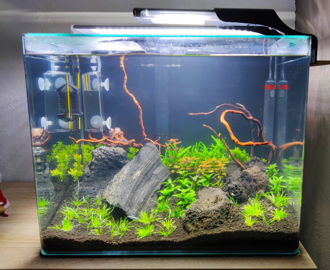 Aquascape 50 litres Démarrage +7 jours