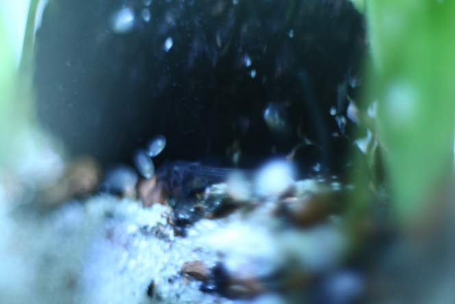 Photographie du post de MarleneMLX 
