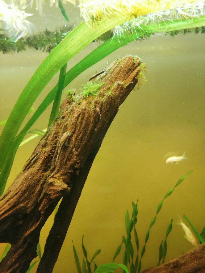 Bébé corydoras aenus 1 ère génération 